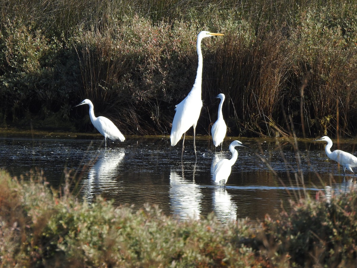 Great Egret - ML269739181