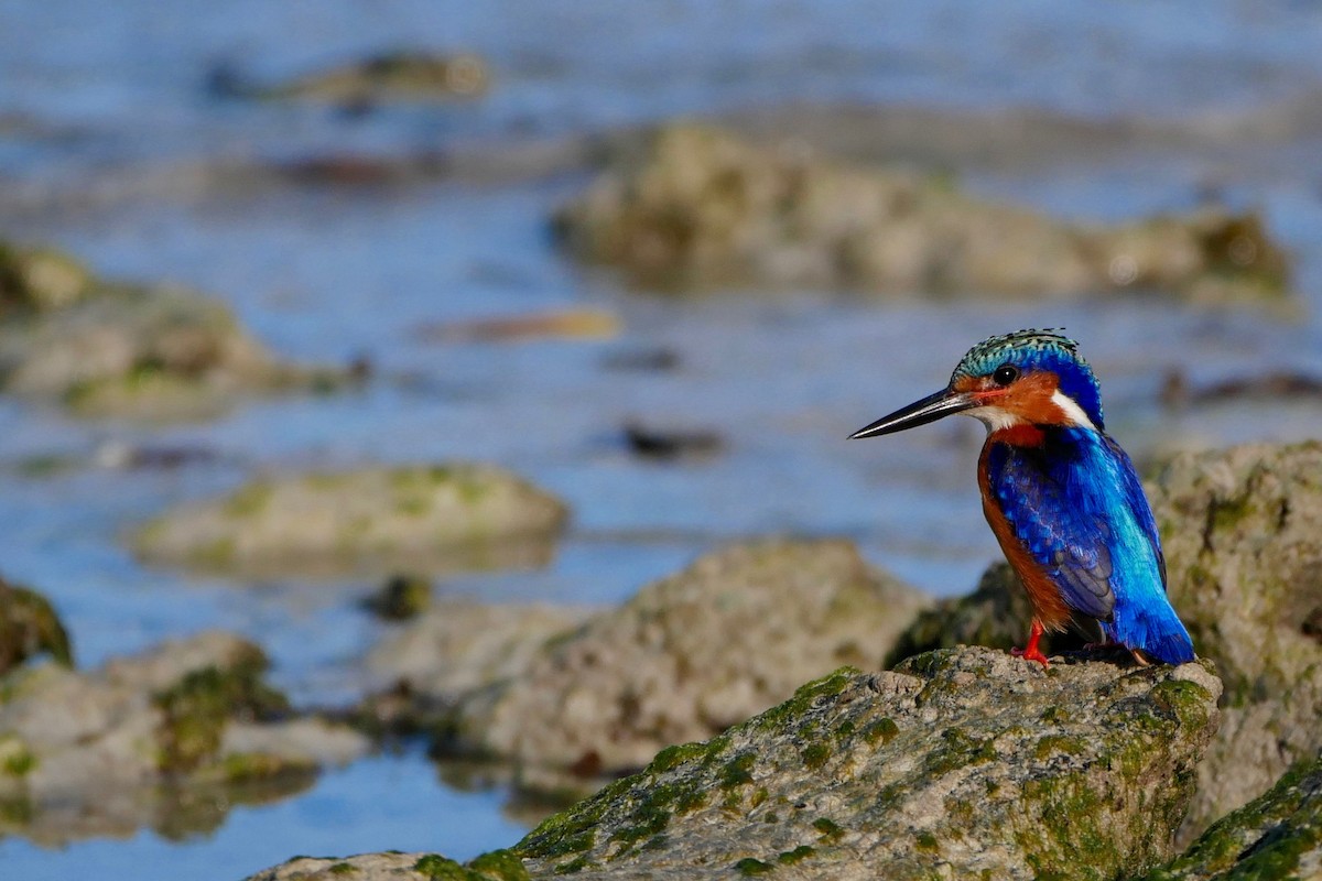 Malagasy Kingfisher - ML269739321