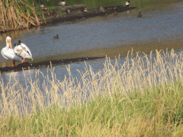 American White Pelican - Will Merg