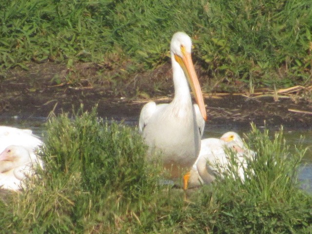 American White Pelican - ML269740921