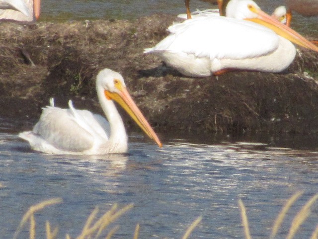 American White Pelican - ML269740981