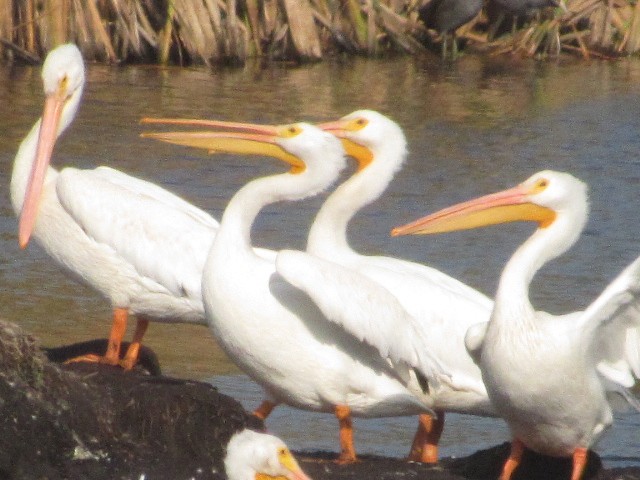 pelikán severoamerický - ML269740991