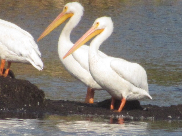 pelikán severoamerický - ML269741031