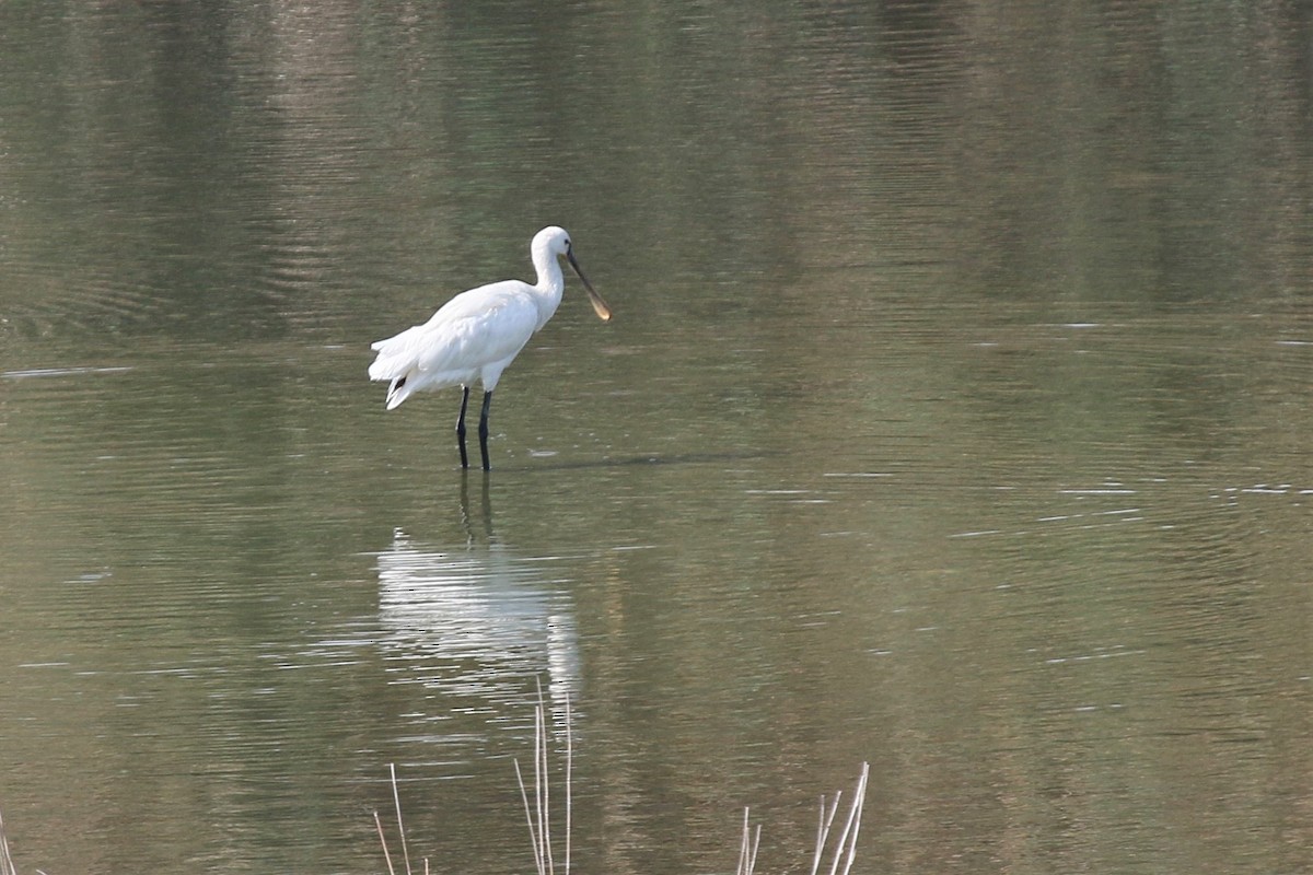 Eurasian Spoonbill - ML269741801
