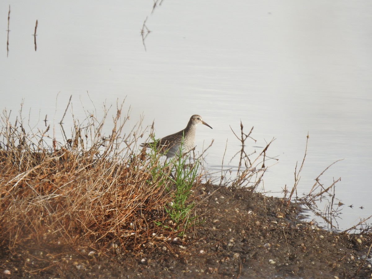 Pectoral Sandpiper - Pedro Lopes