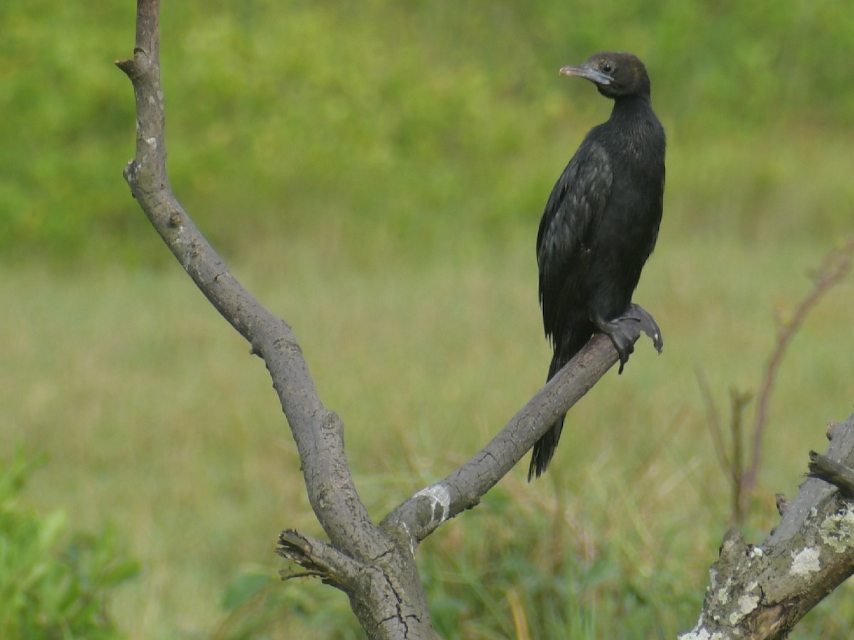Little Cormorant - Santhosh Kallingal