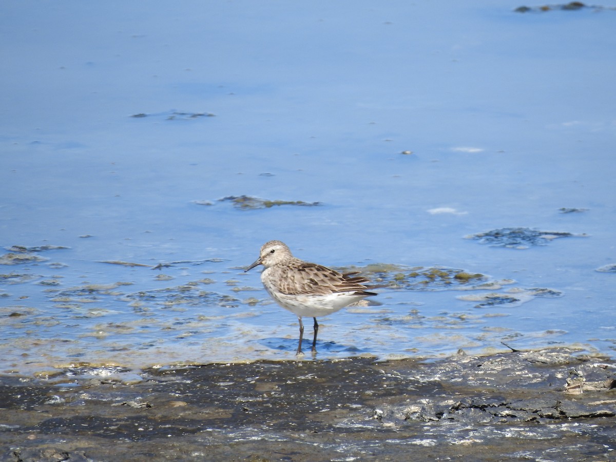 White-rumped Sandpiper - Gabriel Martínez 🦉