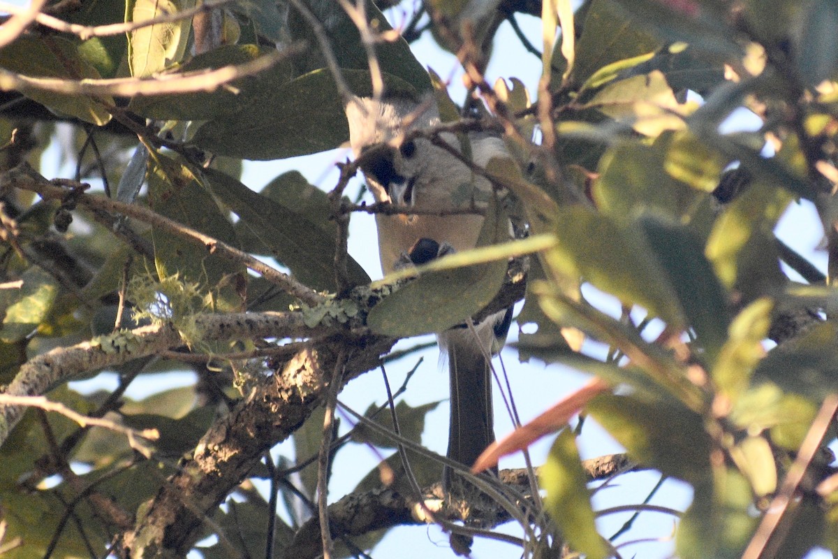 Tufted Titmouse - ML269745031