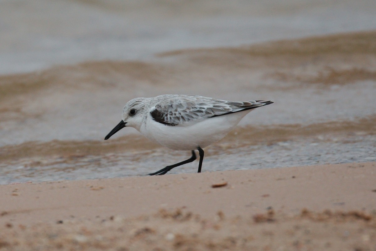 Sanderling - Gil Eckrich