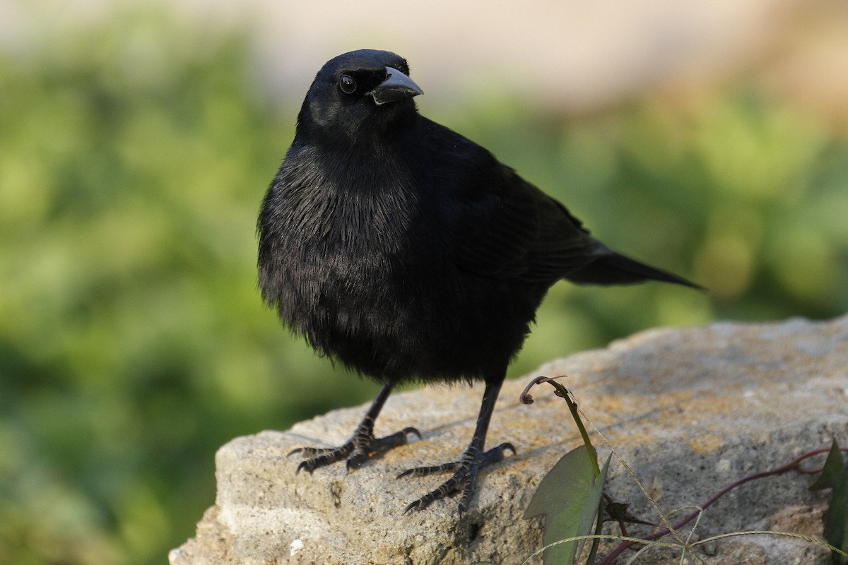 Cuban Blackbird - ML26974701