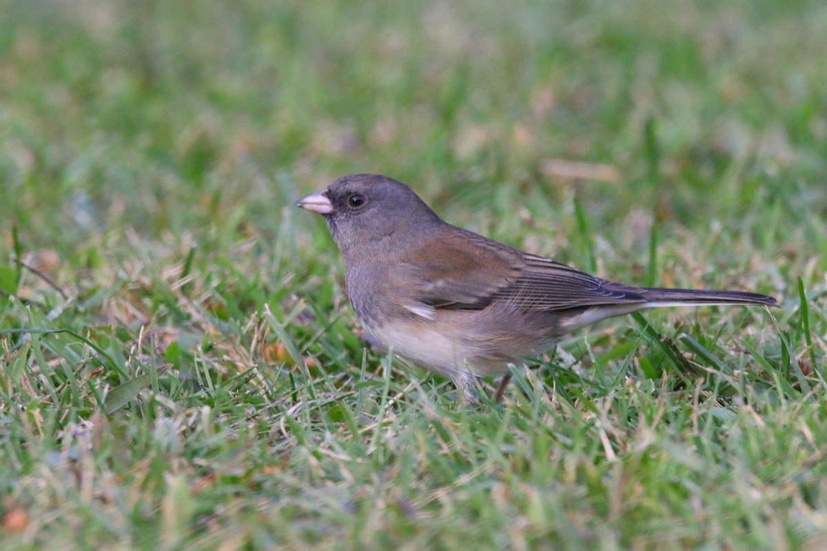 Dark-eyed Junco - ML269749741