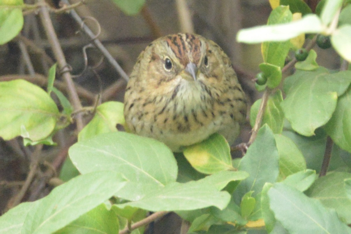 Lincoln's Sparrow - ML269749811