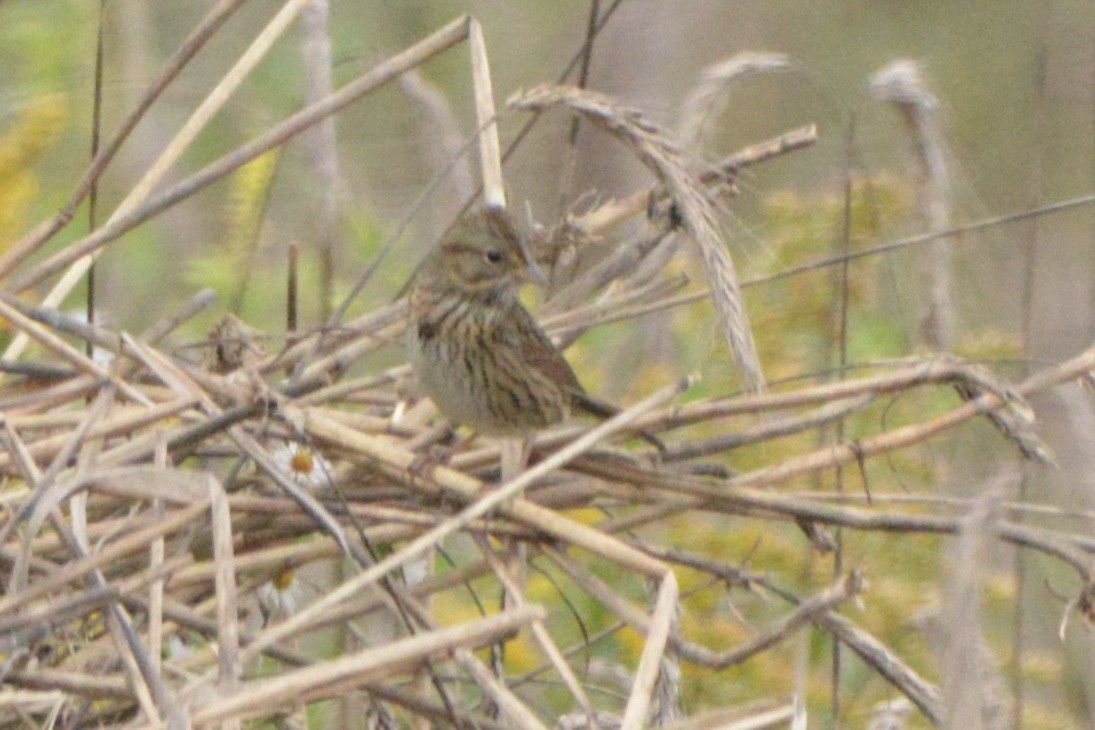 Lincoln's Sparrow - ML269749821