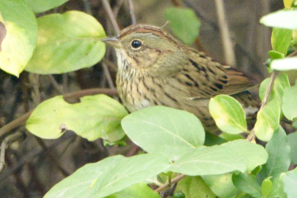 Lincoln's Sparrow - ML269749831