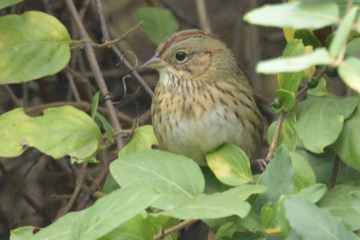 Lincoln's Sparrow - ML269749841