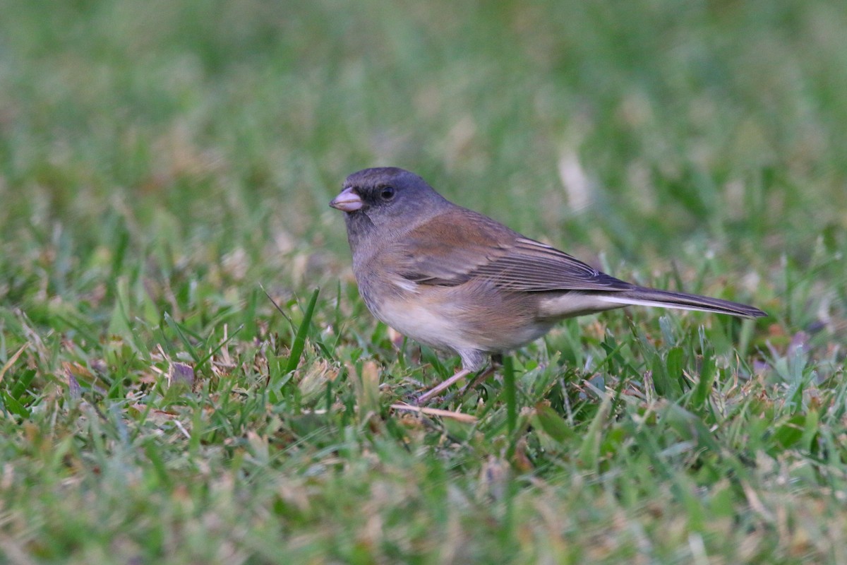 Junco Ojioscuro - ML269749911