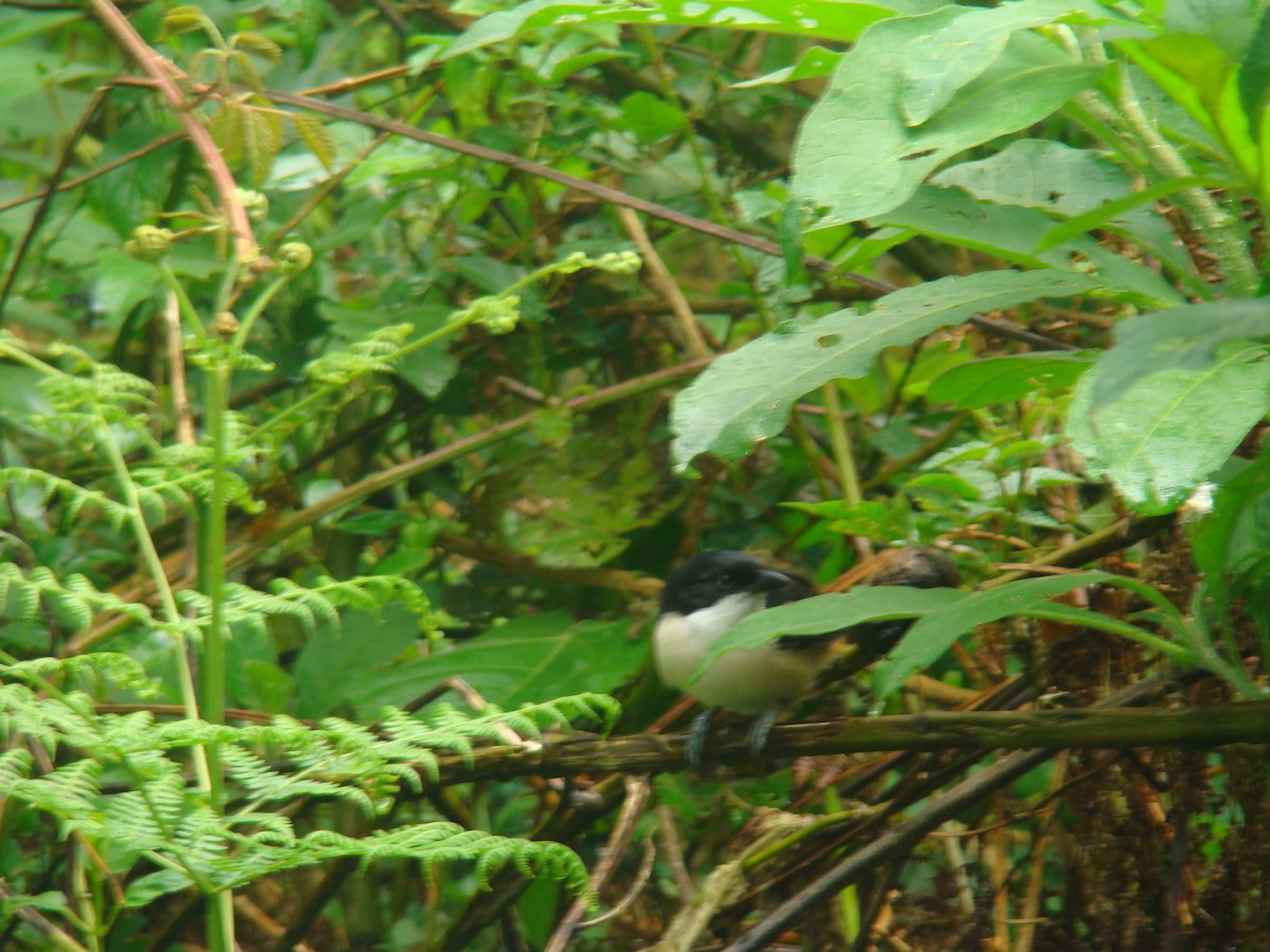 Tropical Boubou - Govind Kumar