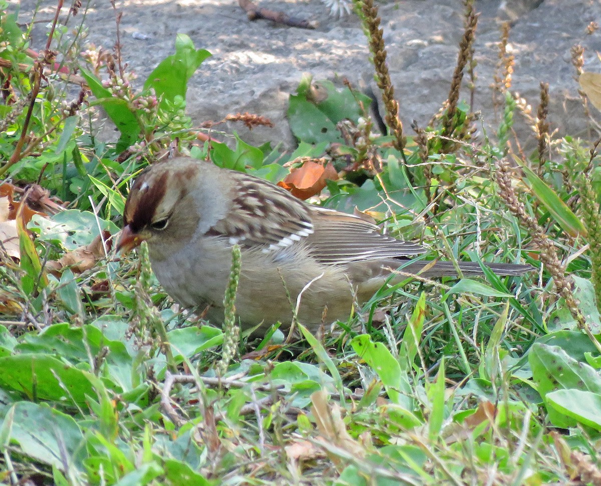 White-crowned Sparrow - ML269750771