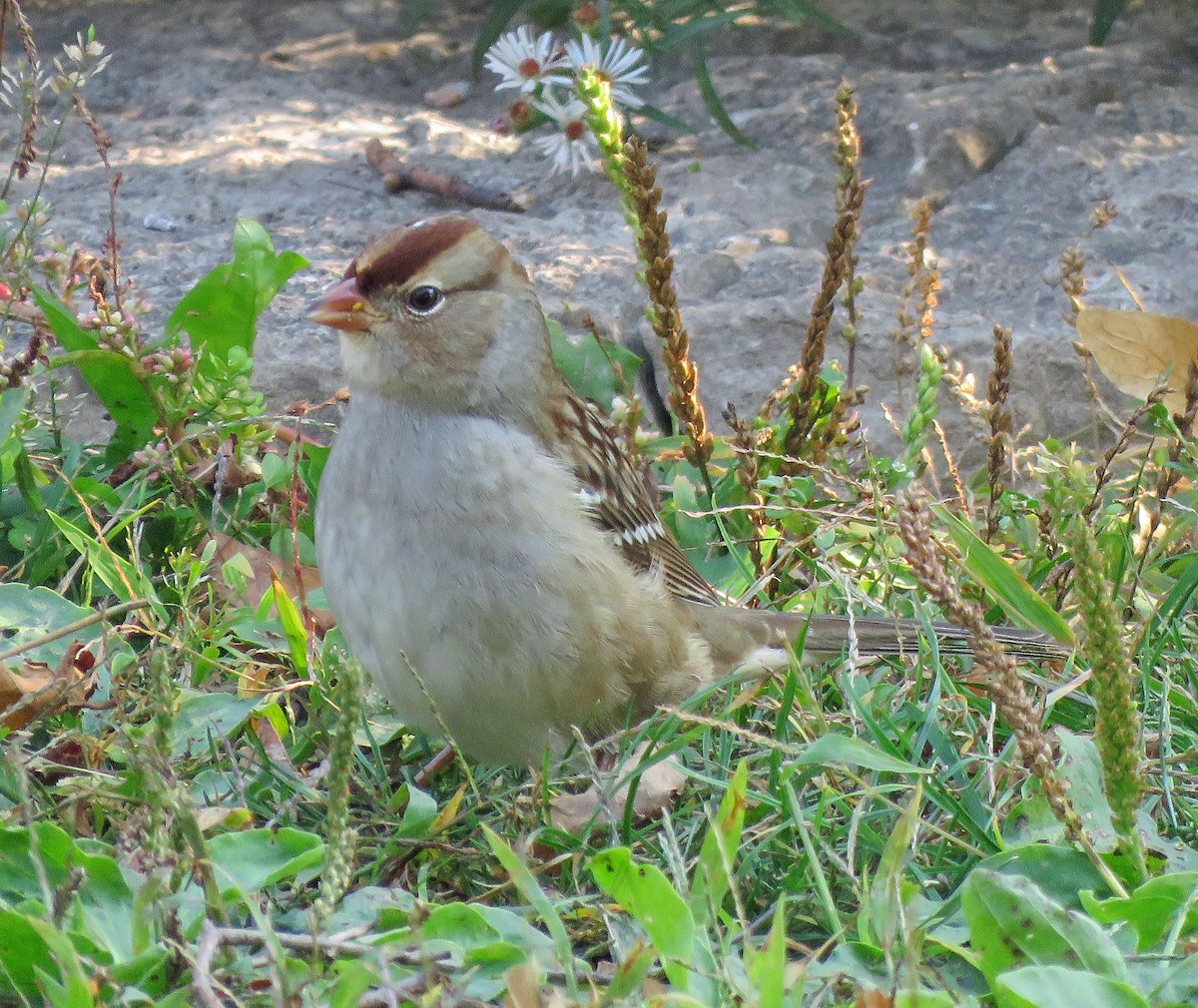 White-crowned Sparrow - ML269750791