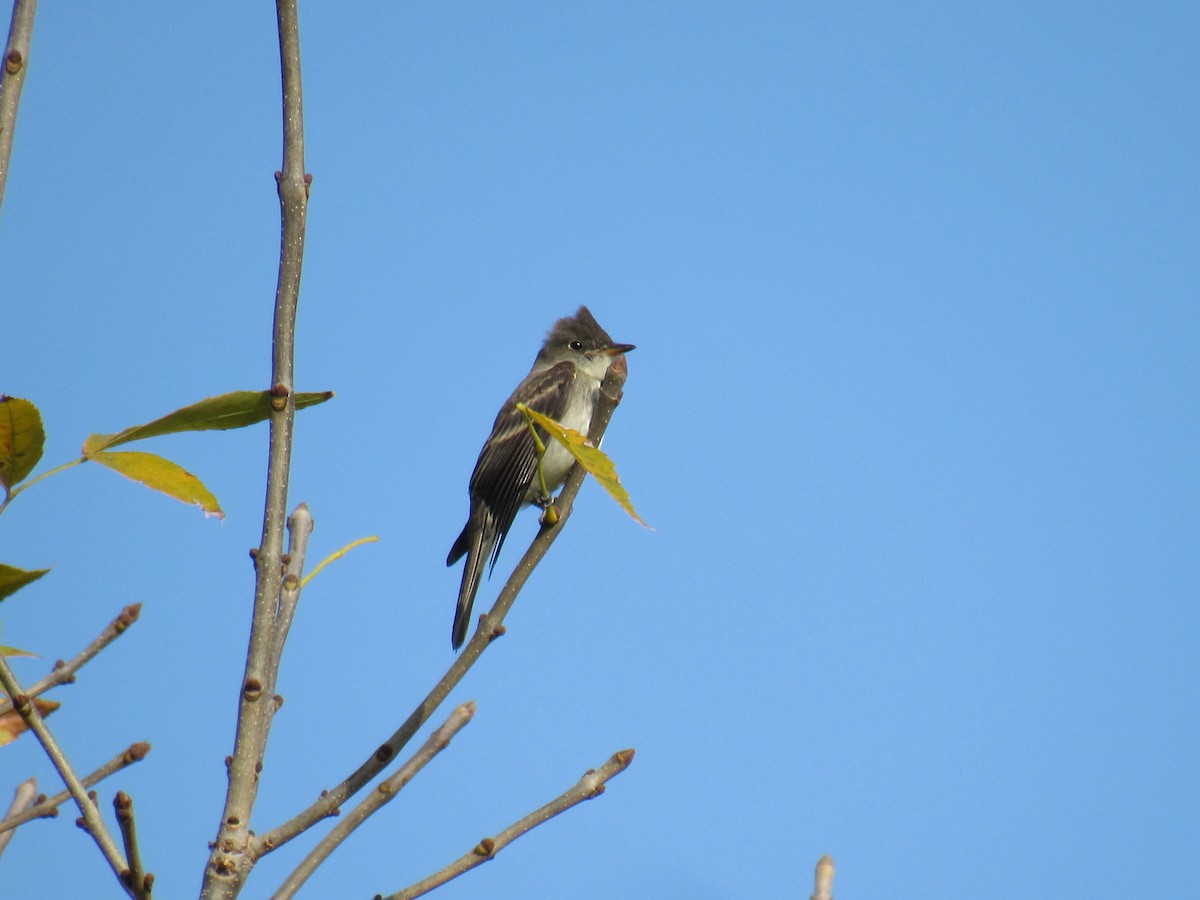 Eastern Wood-Pewee - ML269750981