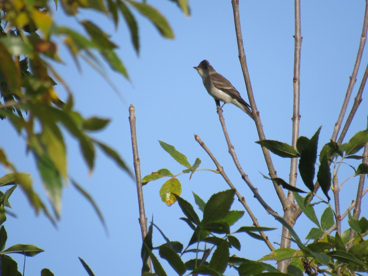 Eastern Wood-Pewee - ML269750991