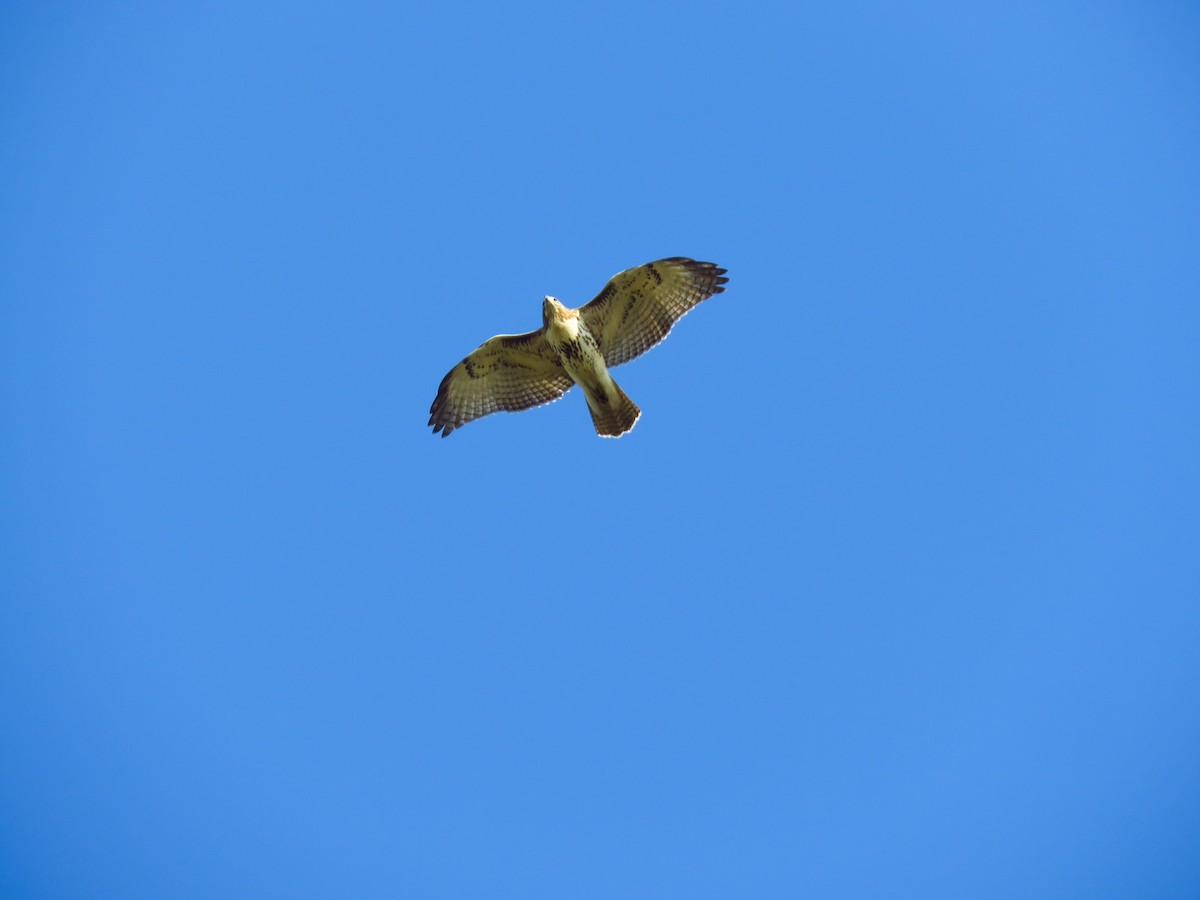 Red-tailed Hawk (borealis) - ML269752901