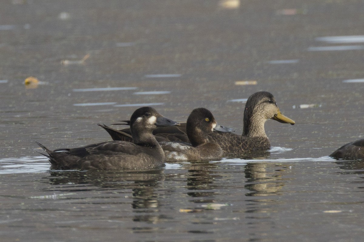 Surf Scoter - pierre martin