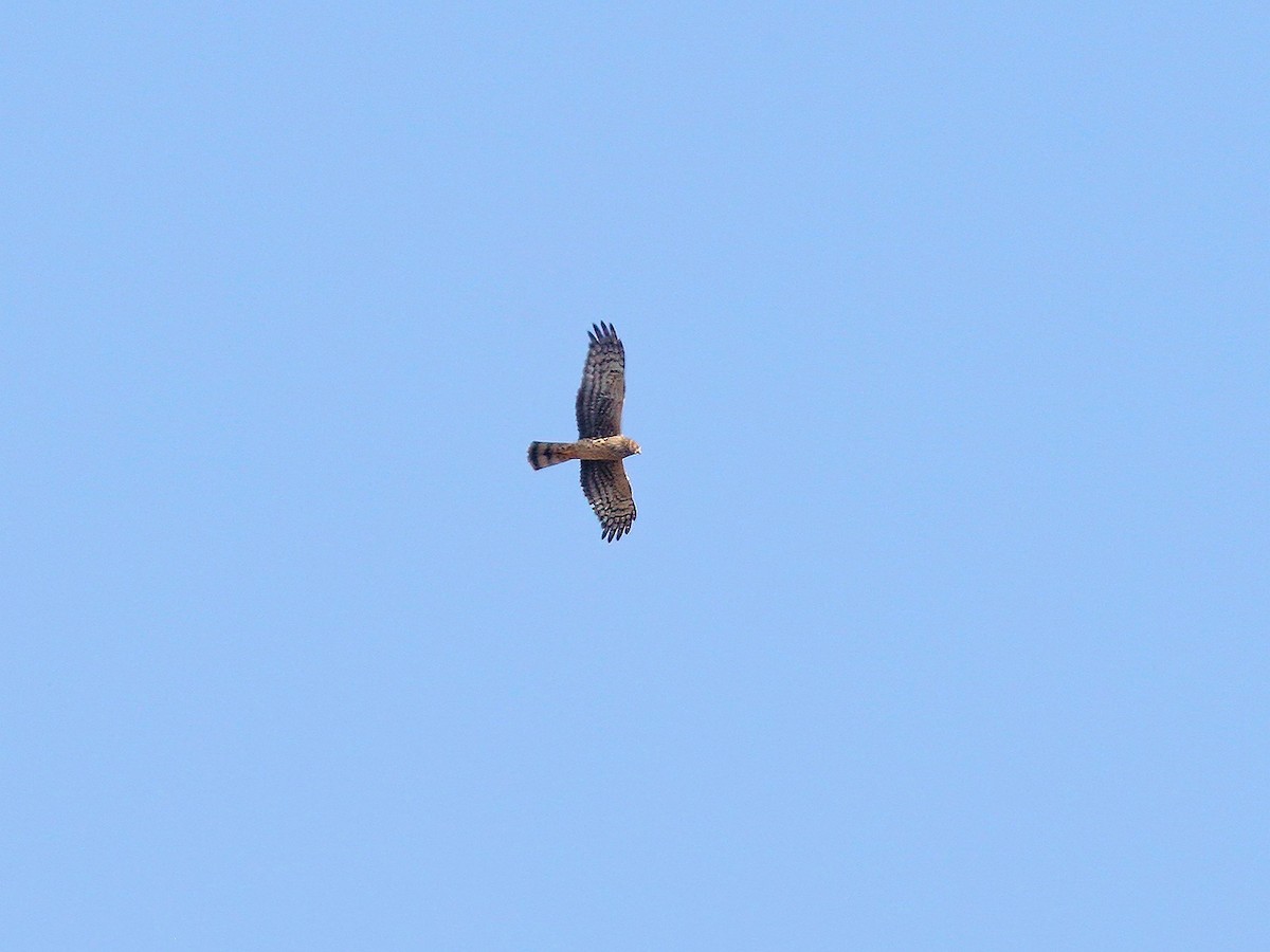 Northern Harrier - ML269756141