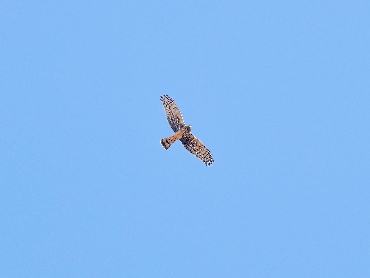 Northern Harrier - ML269756161