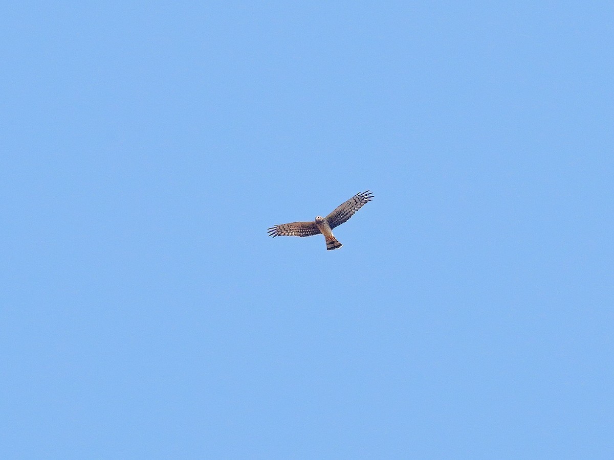 Northern Harrier - ML269756171