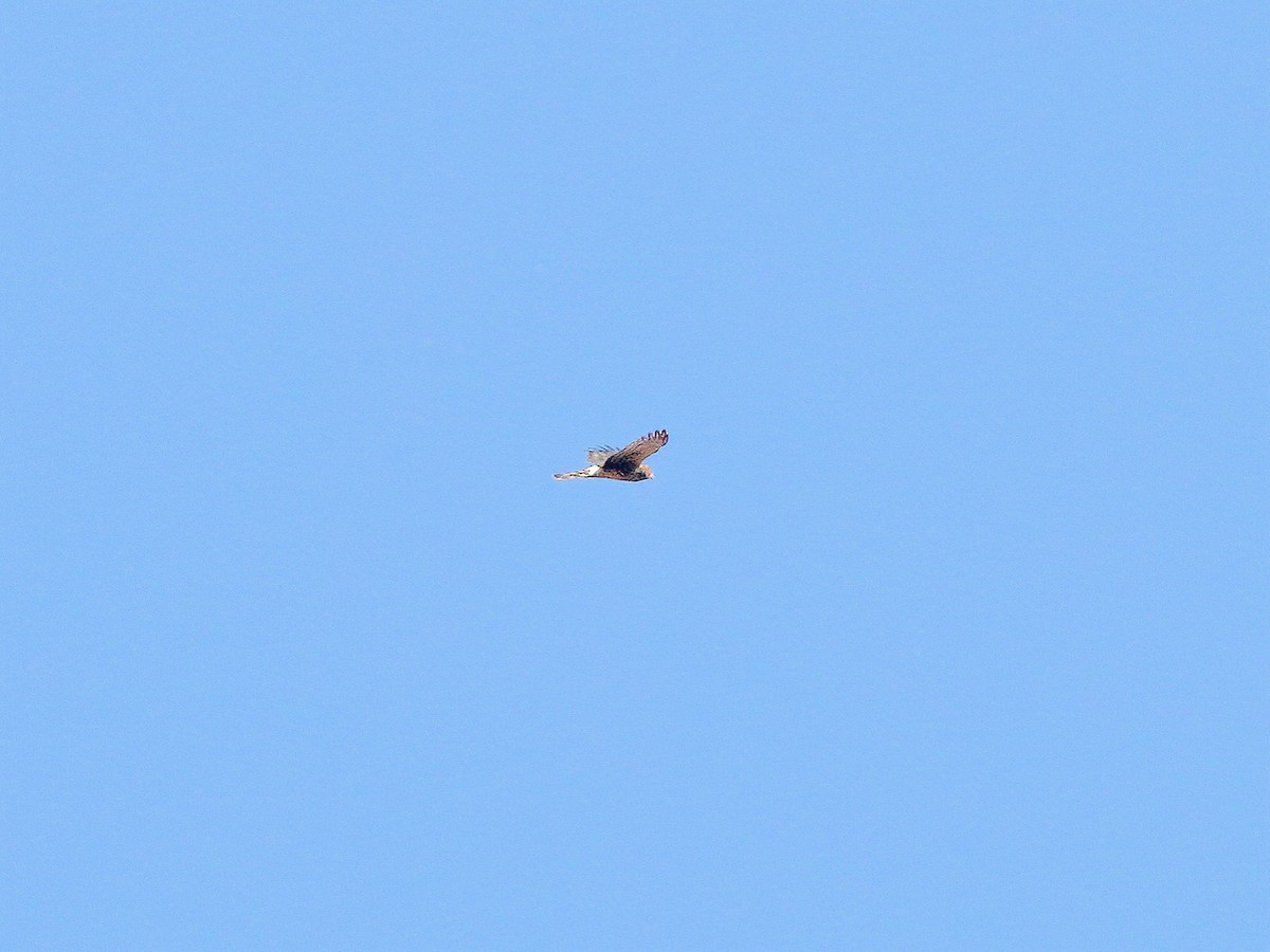 Northern Harrier - Bob Walker