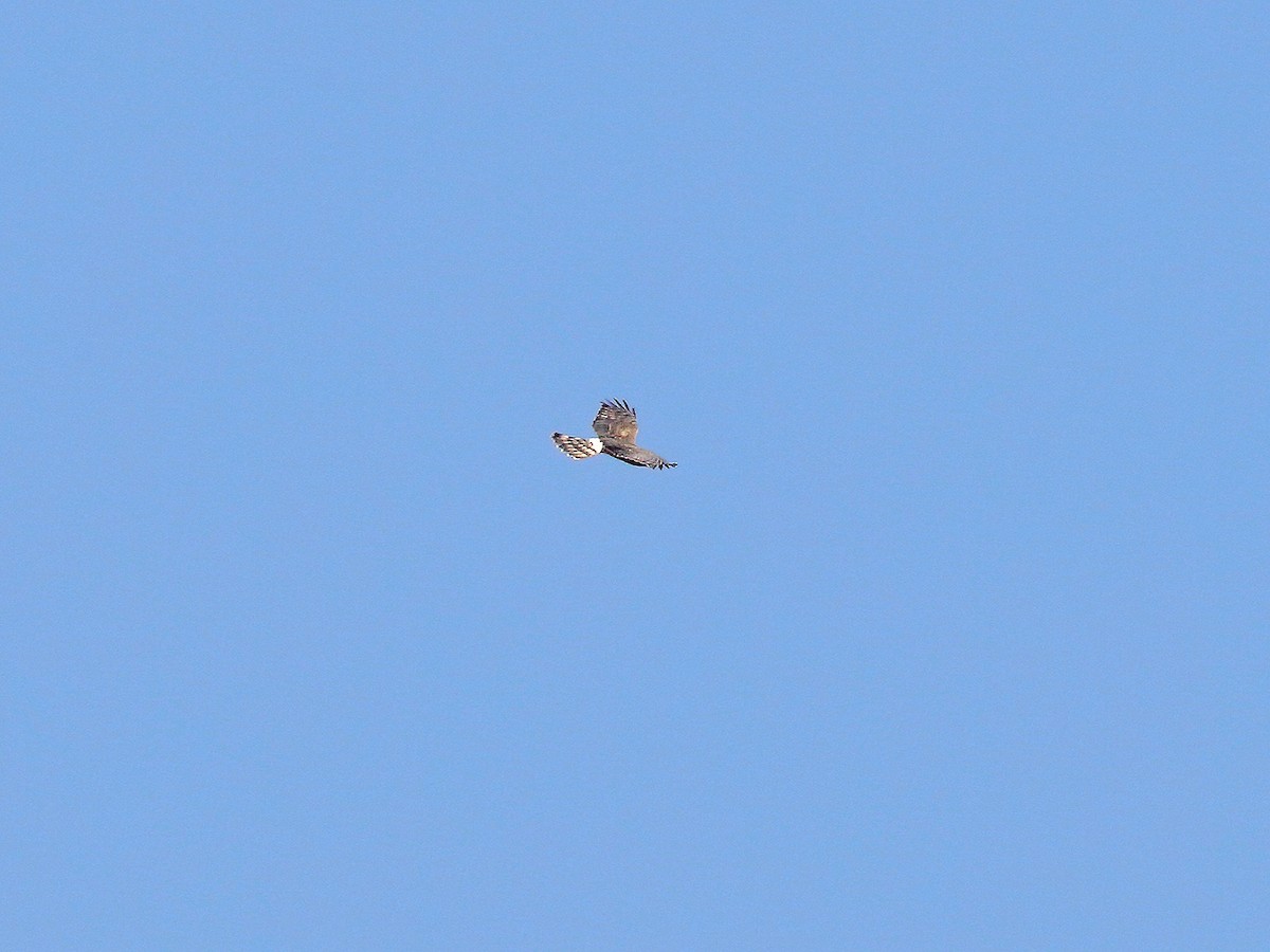 Northern Harrier - ML269756191