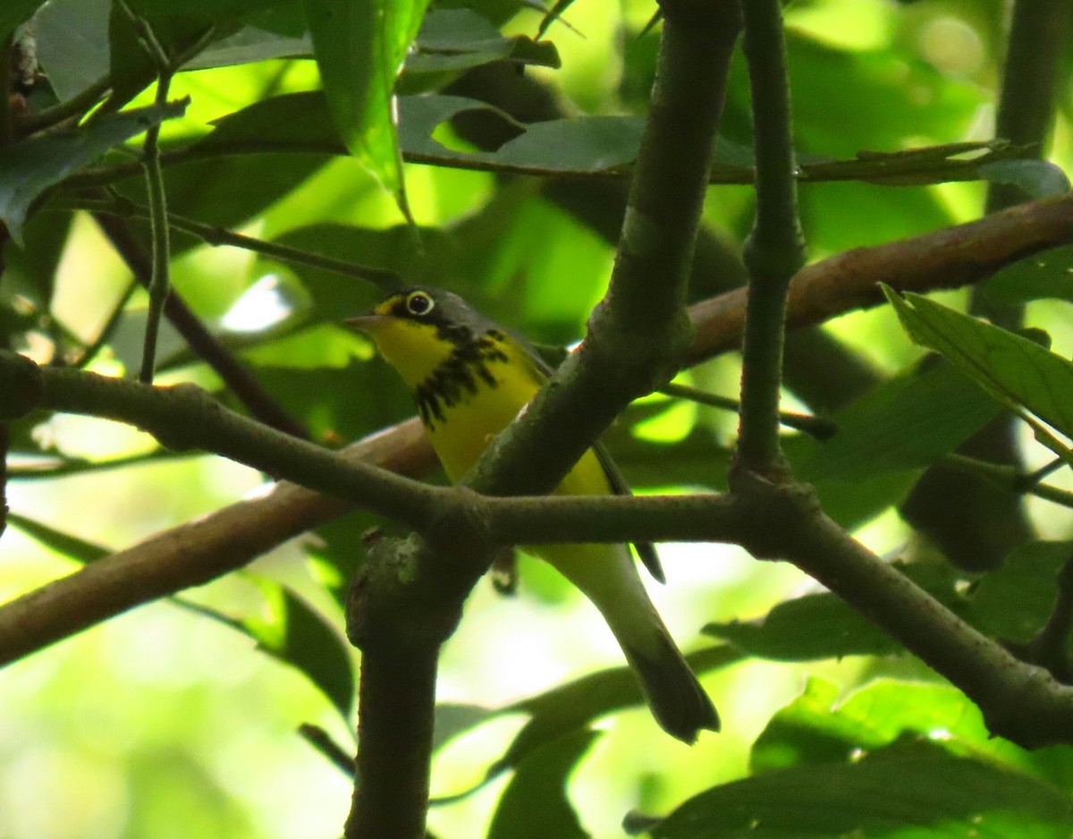 Canada Warbler - ML269760331