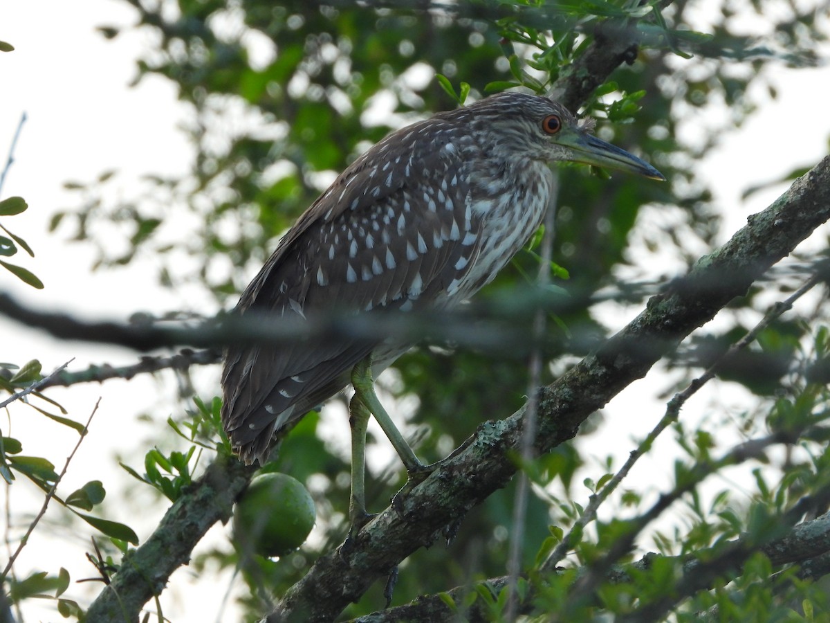 Black-crowned Night Heron - ML269761261