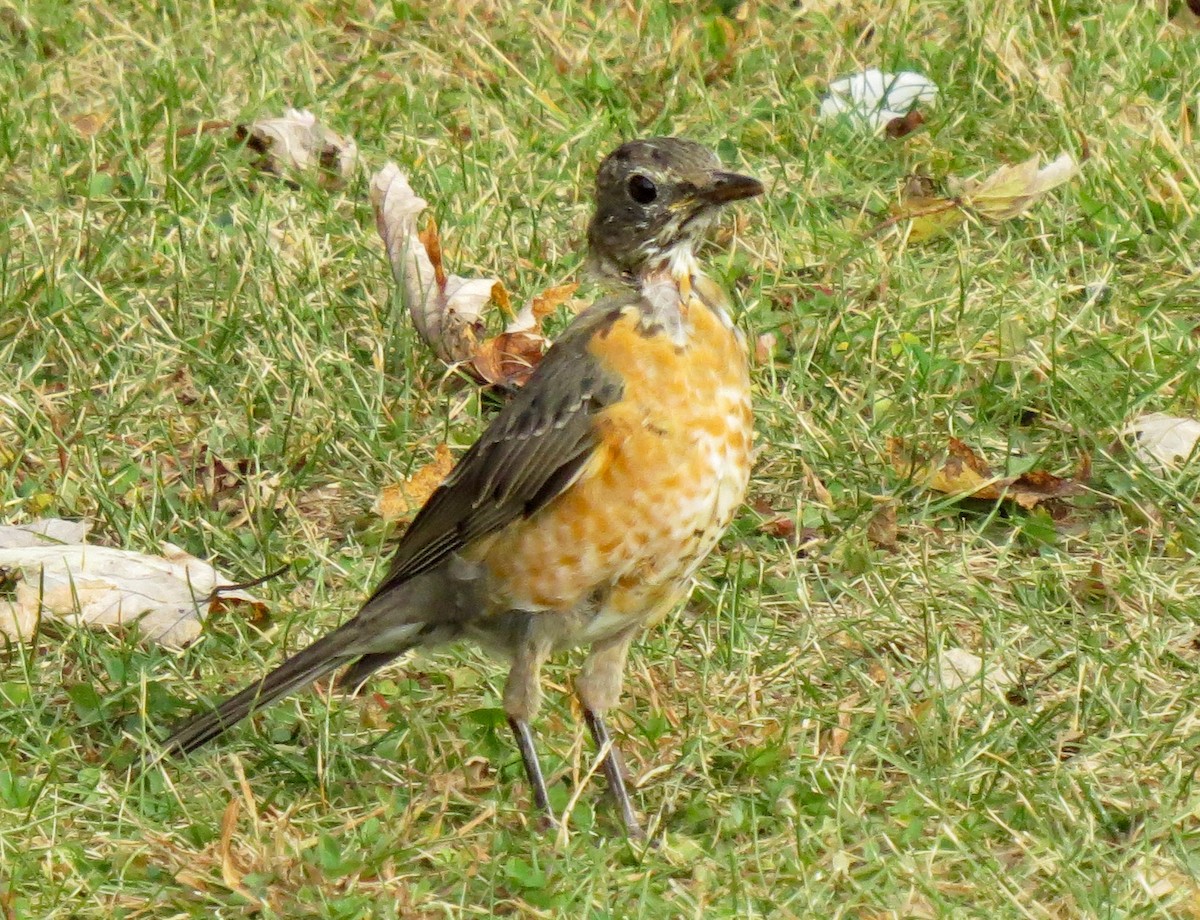 American Robin - ML269761351