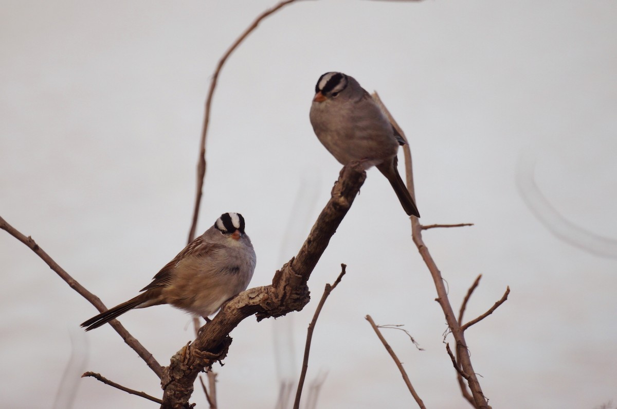 White-crowned Sparrow - ML269761641