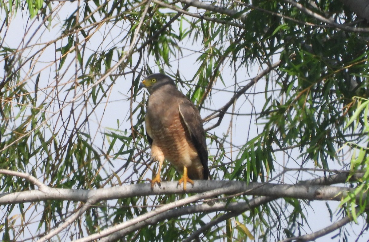 Roadside Hawk - ML269761681