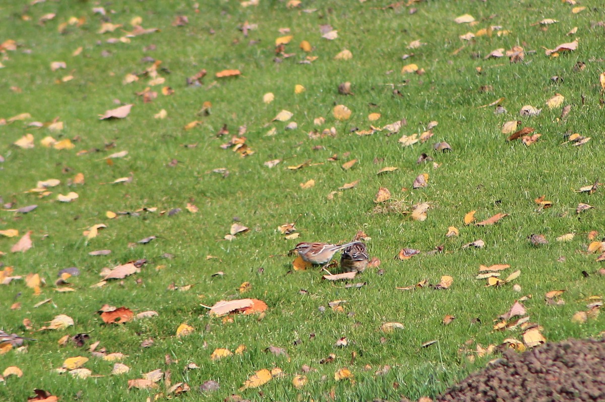 American Tree Sparrow - Joseph Rocheteau