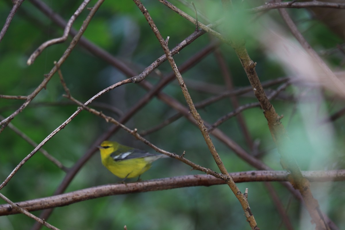 Blue-winged Warbler - ML269763441