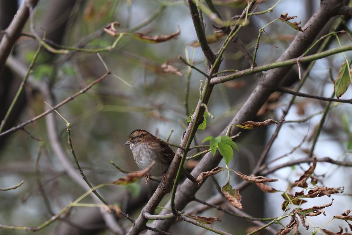 White-throated Sparrow - ML269763891