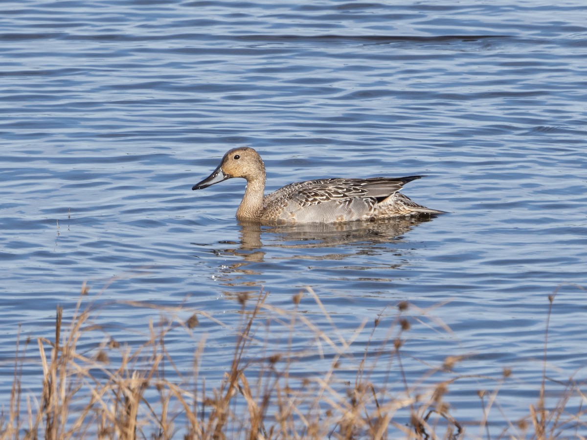 Northern Pintail - Simon Colenutt