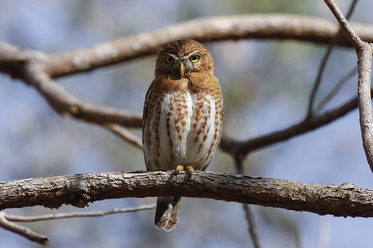 Cuban Pygmy-Owl - ML26976471