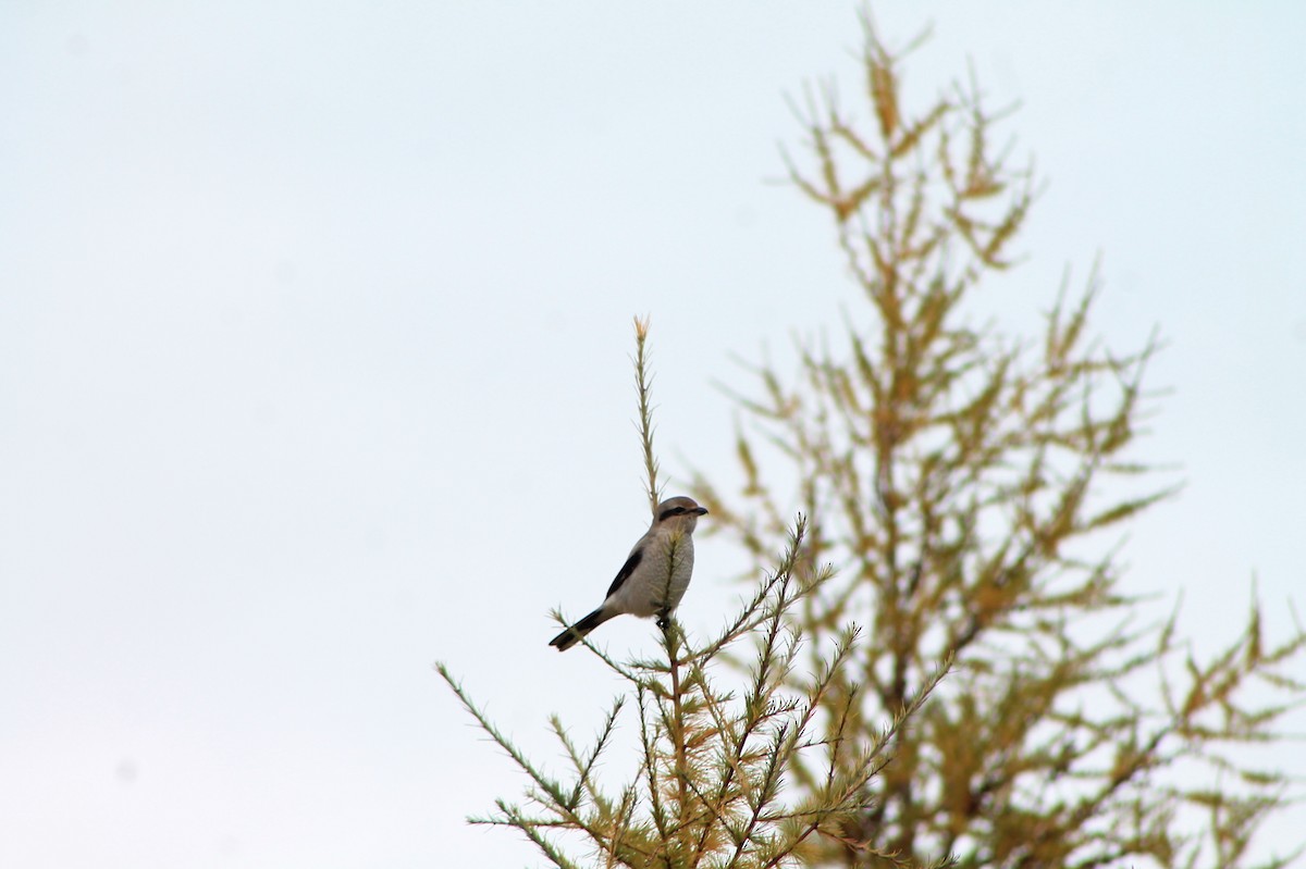 Northern Shrike - Joseph Rocheteau