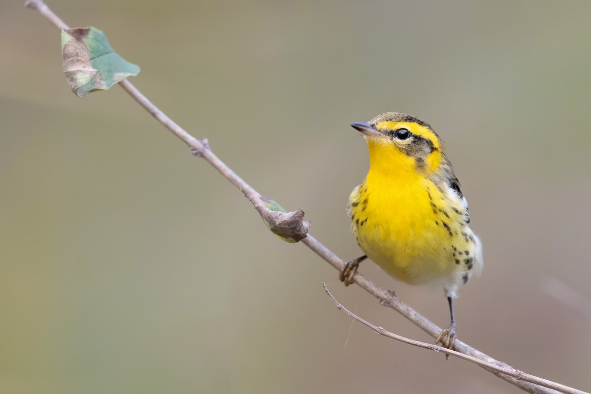 Blackburnian Warbler - Tony Dvorak