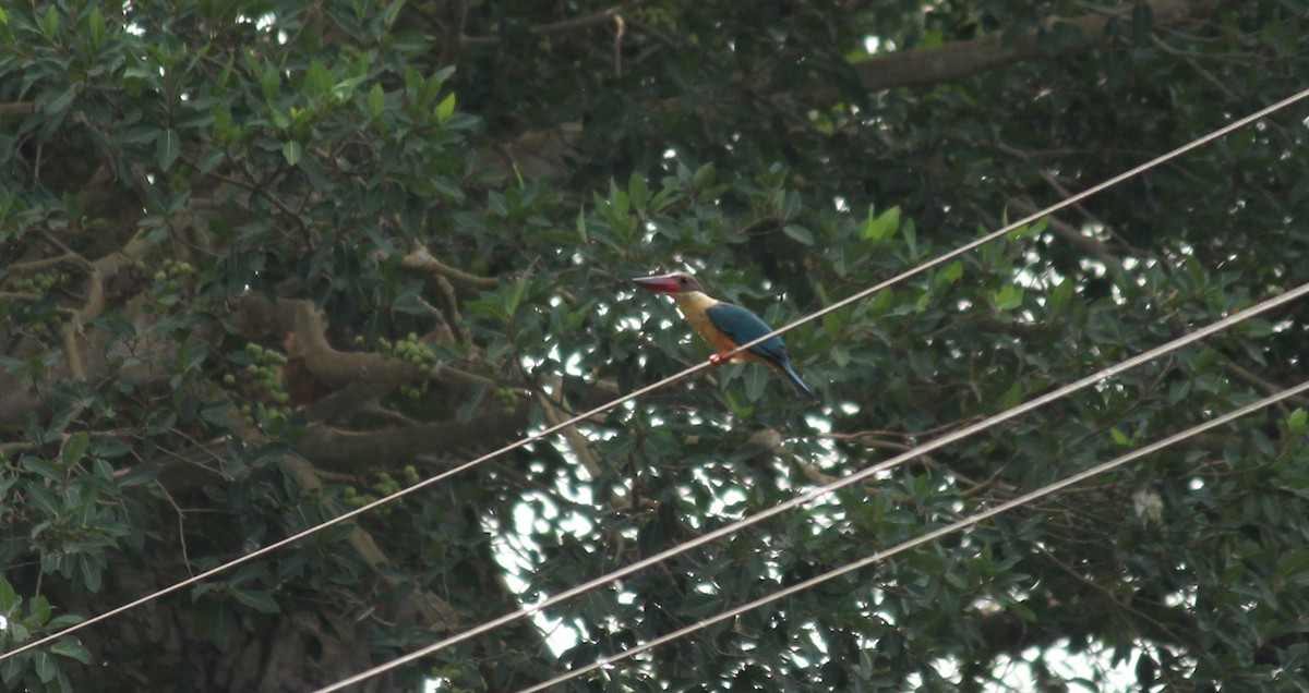 Stork-billed Kingfisher - ML26976731