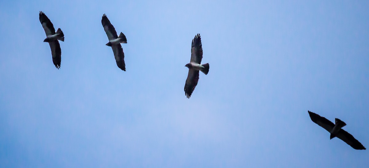 Swainson's Hawk - ML26976791