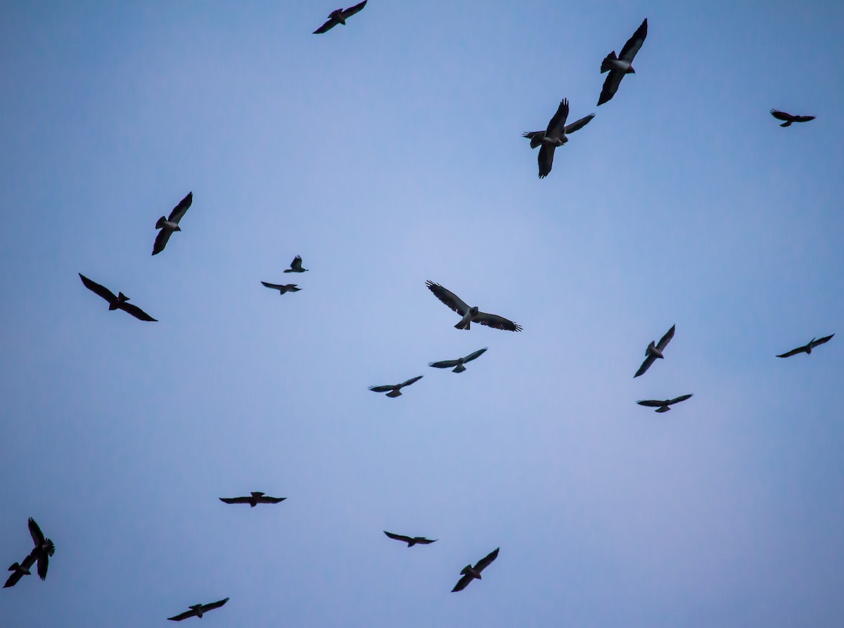 Swainson's Hawk - ML26976871