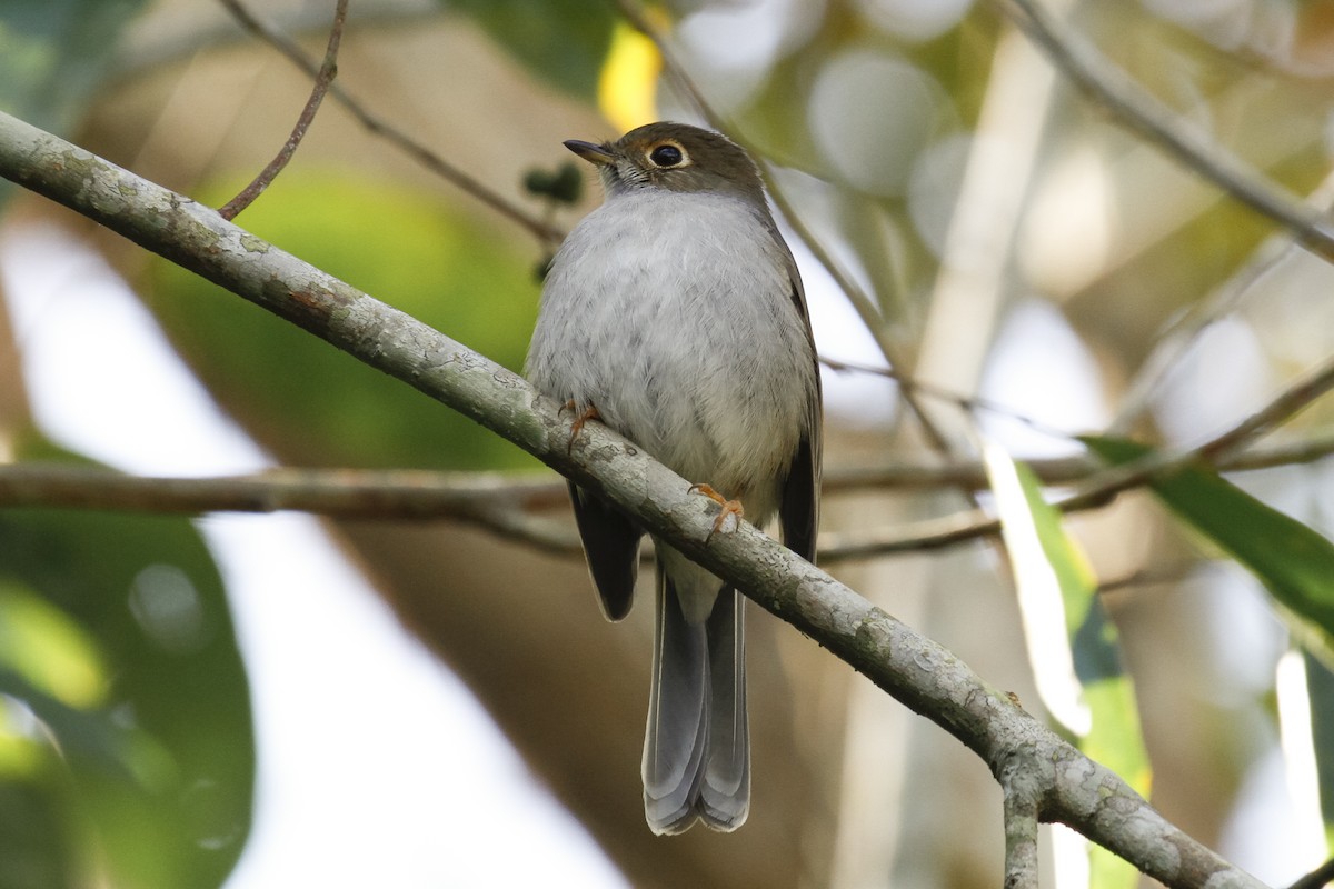 Cuban Solitaire - Peter Kennerley