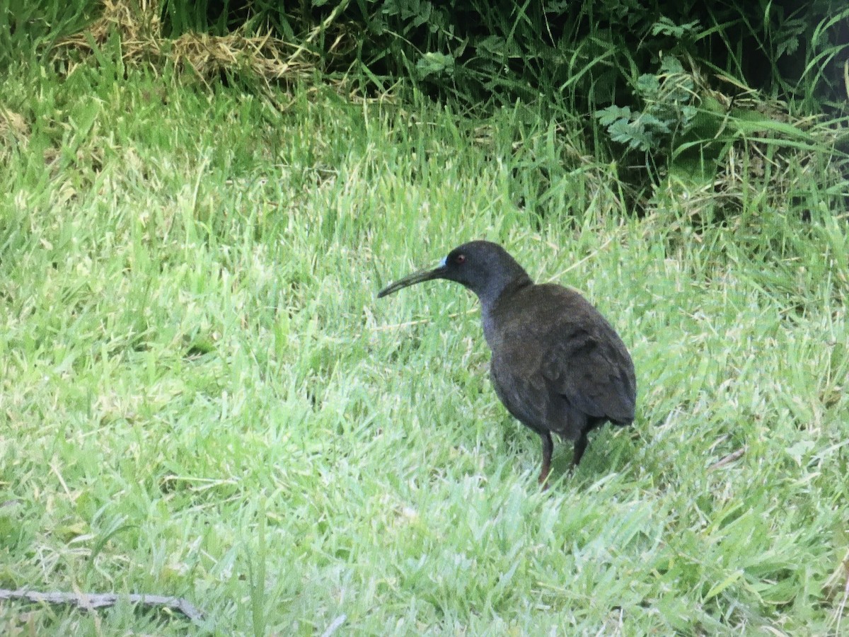 Plumbeous Rail - ML269769731