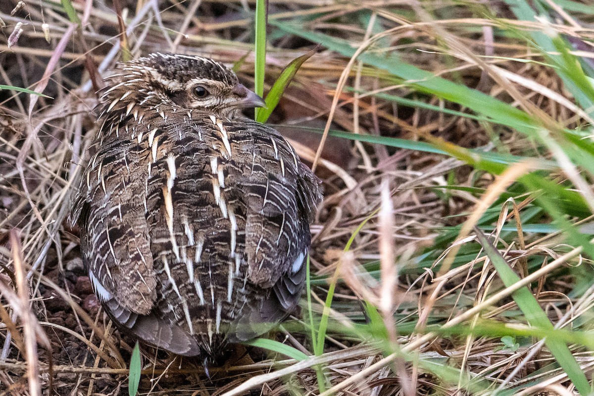 Harlequin Quail - ML269769951